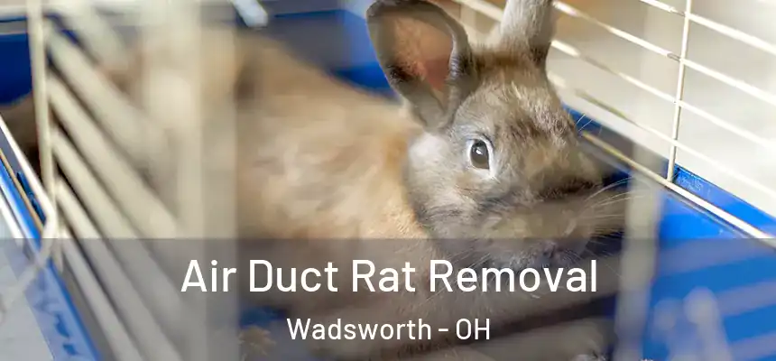  Air Duct Rat Removal Wadsworth - OH